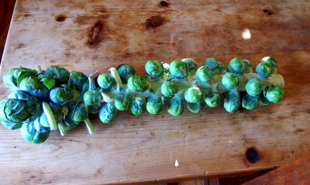 Raw Kale and Brussels Sprouts Salad |danicaliforniacooks.com