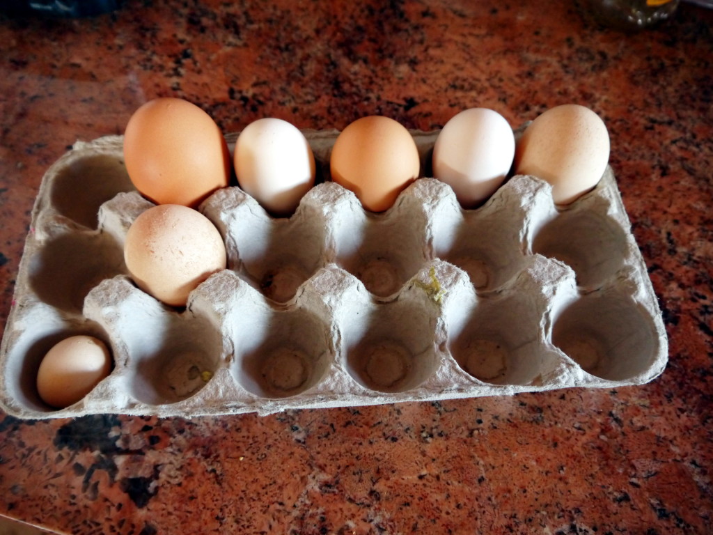 eggs