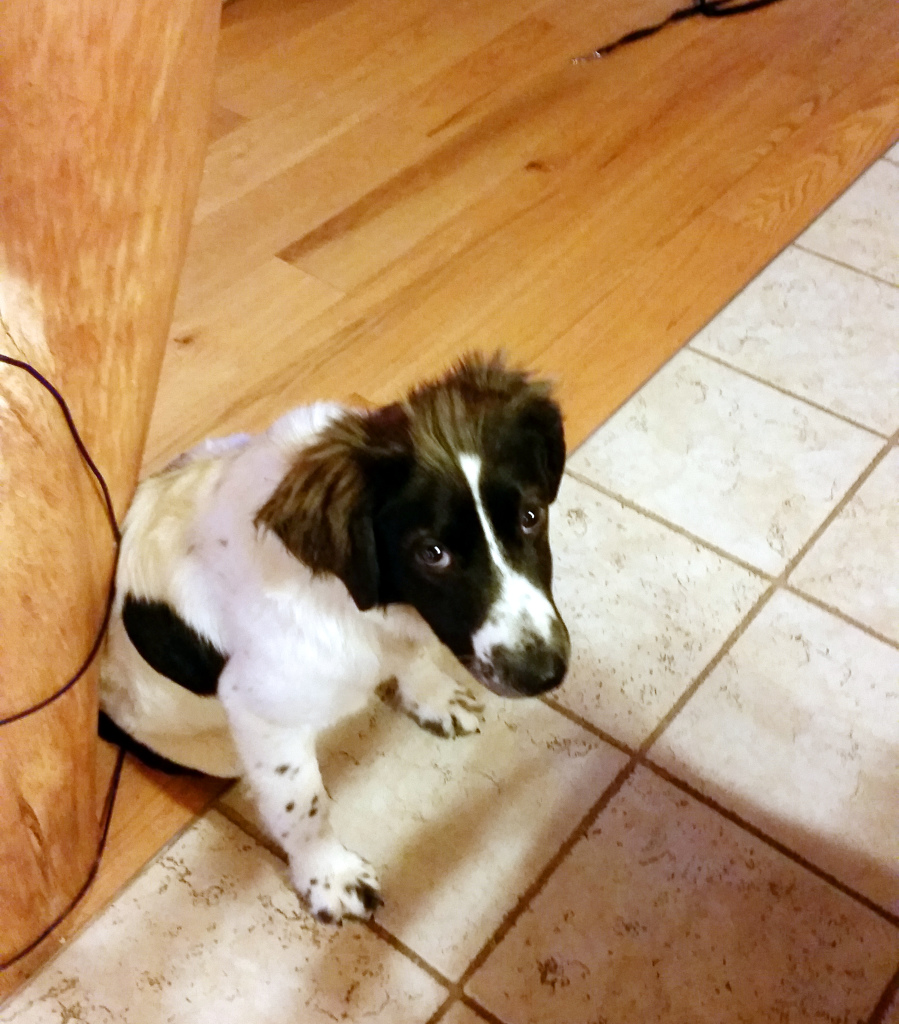 lacey