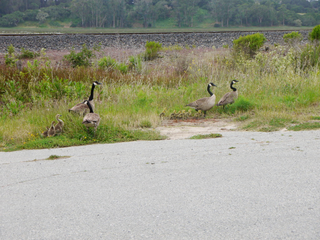 birds