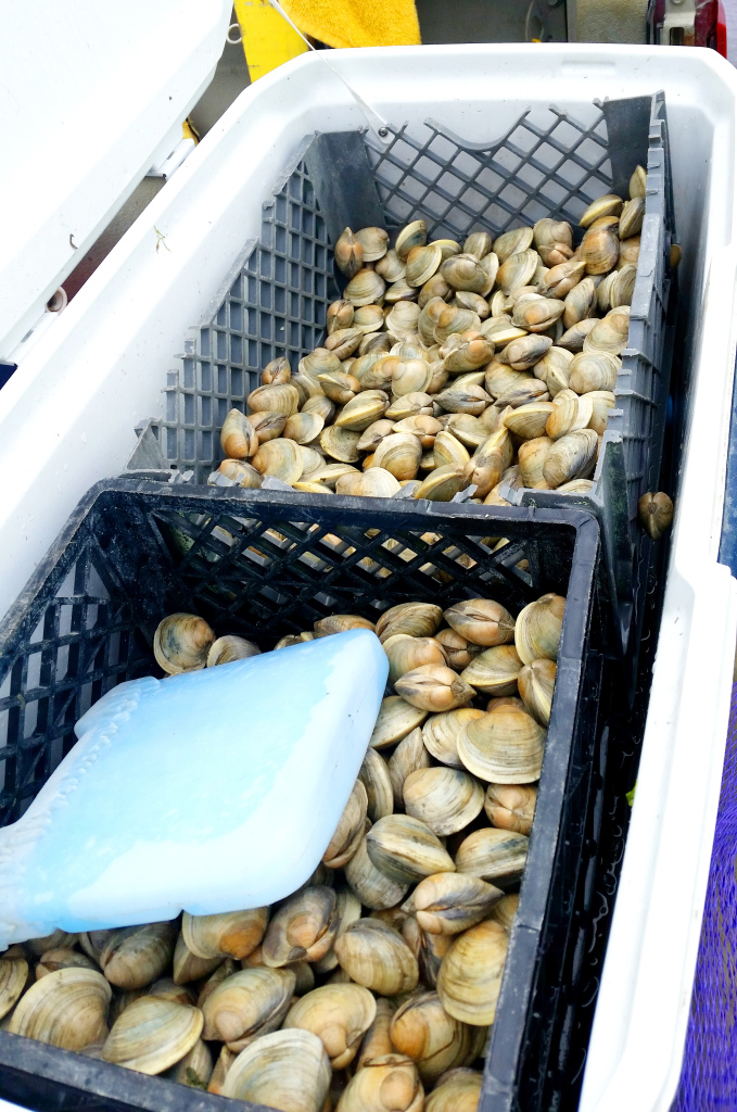 clam