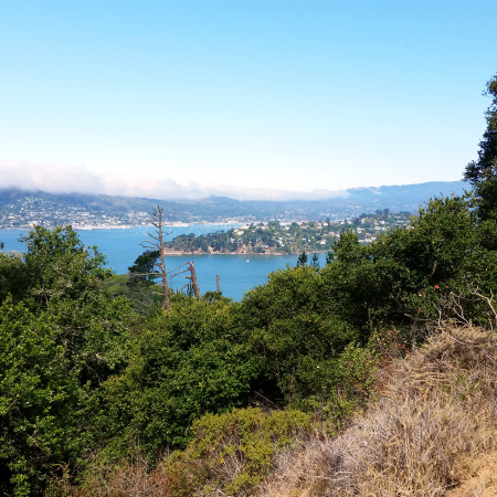 Running the Angel Island 12K and Other Scenes from the Weekend