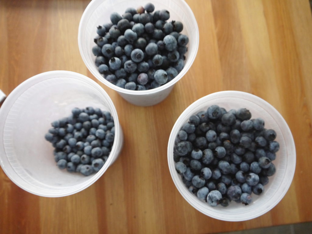 Blueberry Zucchini Muffins | danicaliforniacooks.com